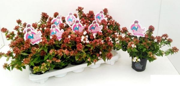 ABELIA GRANDIFLORA