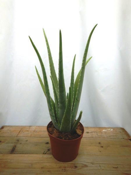 ALOE VERA
