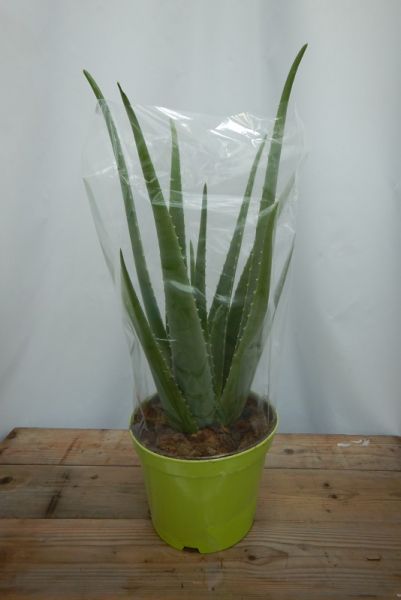ALOE VERA