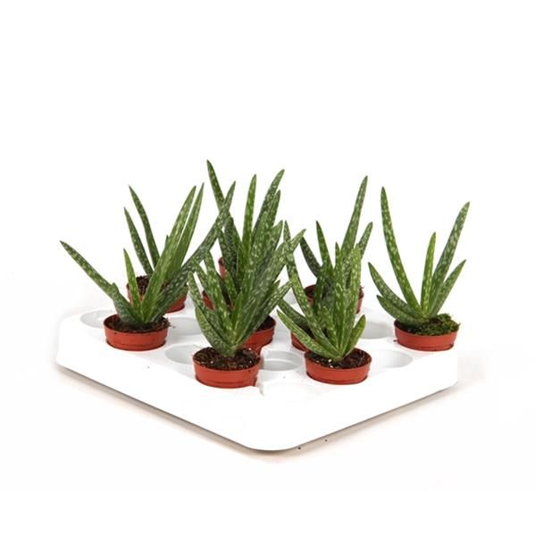 ALOE JACO