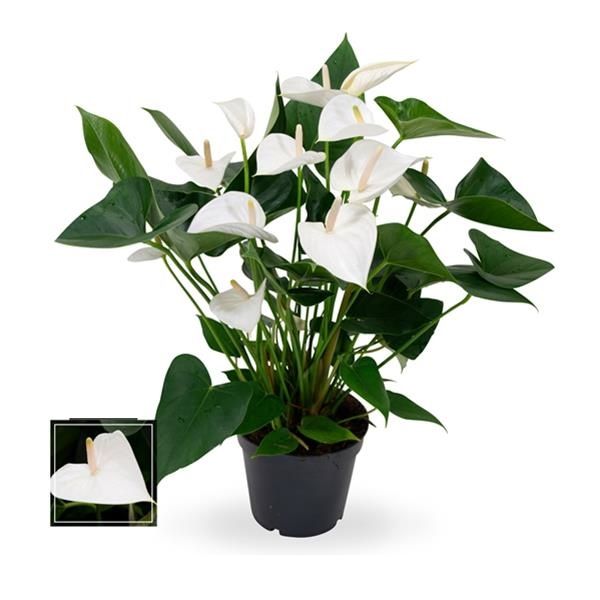 ANTHURIUM WHITE WINNER