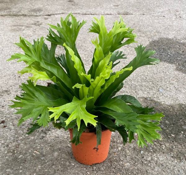 ASPLENIUM CRISSIE