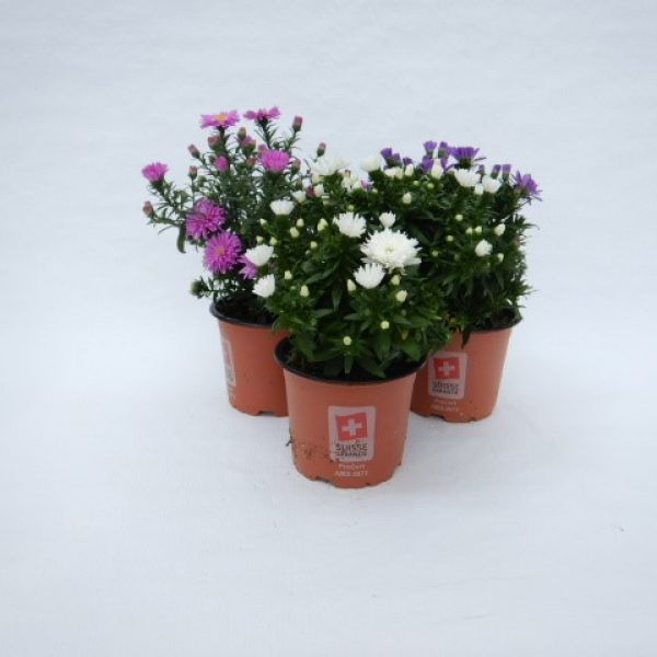 ASTER DUMOSUS