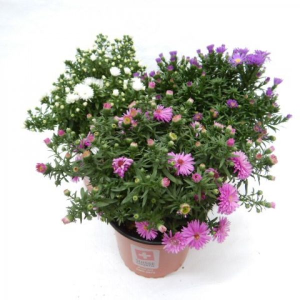 ASTER DUMOSUS