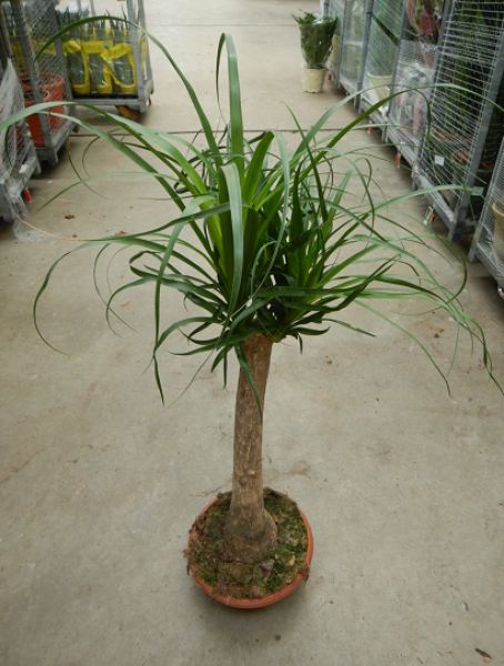 BEAUCARNEA RECURVATA