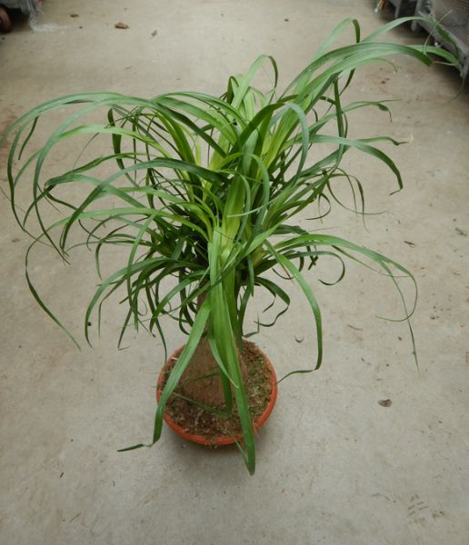 BEAUCARNEA RECURVATA