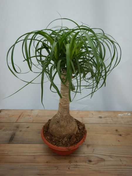 BEAUCARNEA RECURVATA