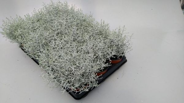 CALOCEPHALUS BROWNII