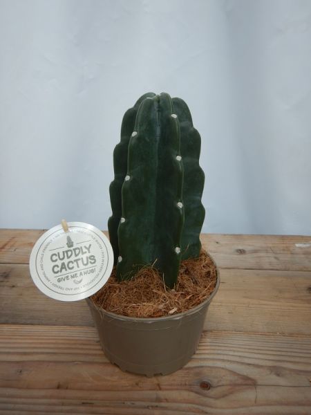 CEREUS JAMACARU
