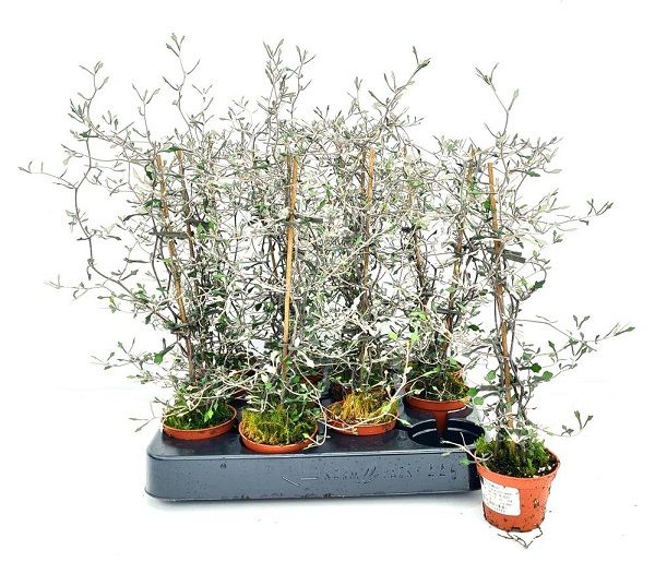 COROKIA MINI