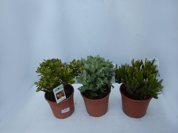 CRASSULA MIX