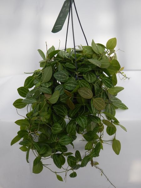 DISCHIDIA OVATA