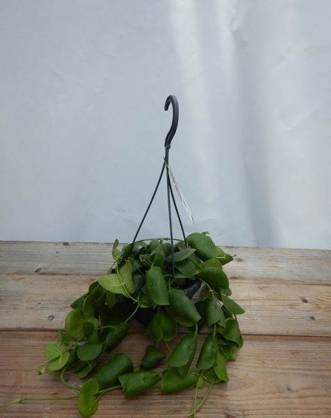 DISCHIDIA PLATYPHYLLA