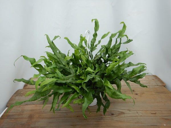 MICROSORUM DIVERSIFOLIA