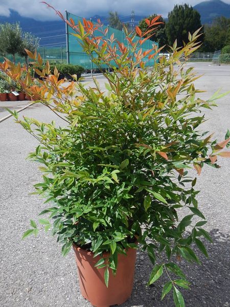 NANDINA DOMESTICA TOUFFE