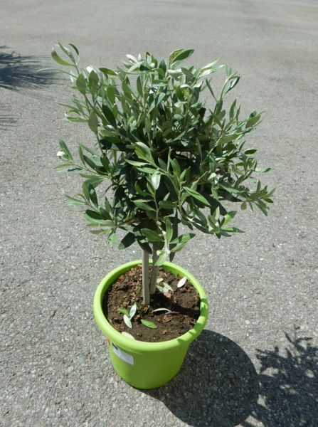 OLEA EUROPAEA TIGE