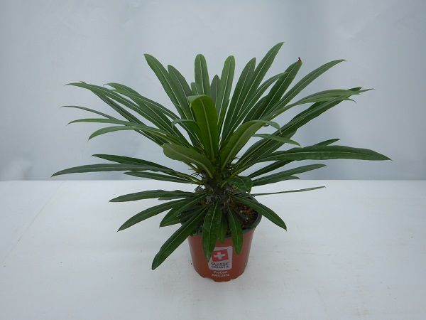 PACHYPODIUM LAMEREI