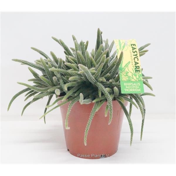RHIPSALIS HORRIDA