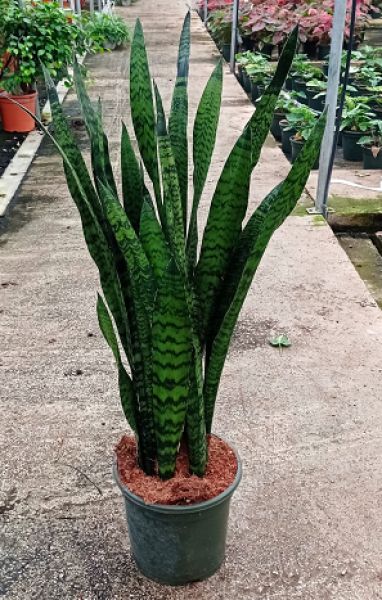 SANSEVERIA ZEYLANICA