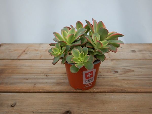 AEONIUM TRICOLOR KIWI