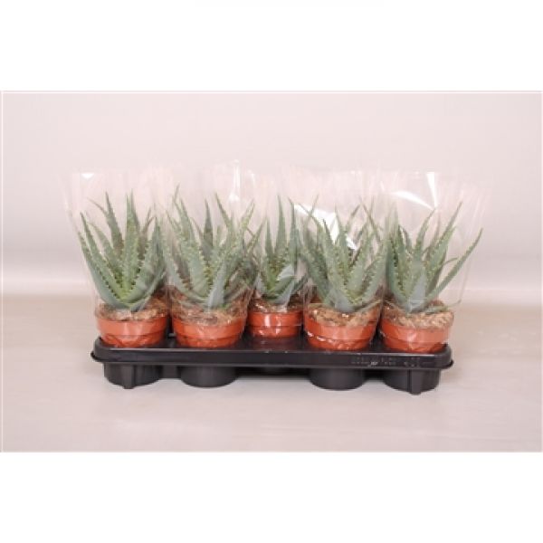 ALOE ARBORESCENS