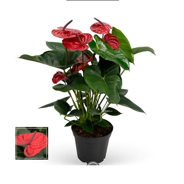 ANTHURIUM DEEP ROUGE