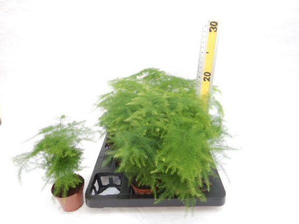 ASPARAGUS PLUMOSUS