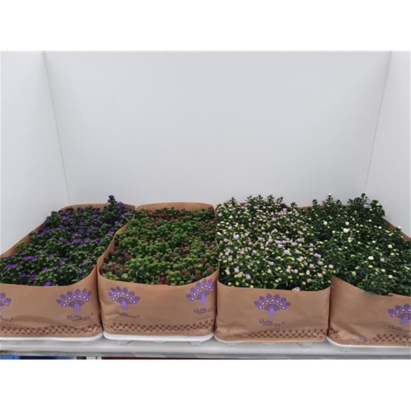 ASTER SHOWMAKERS