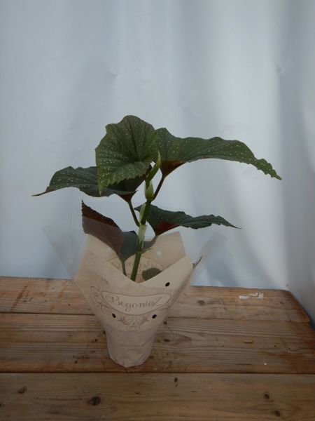 BEGONIA POLKA BIG