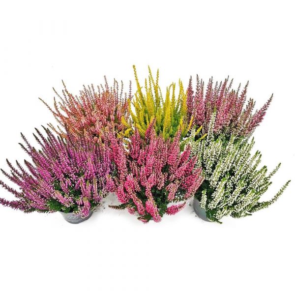 CALLUNA B.L.