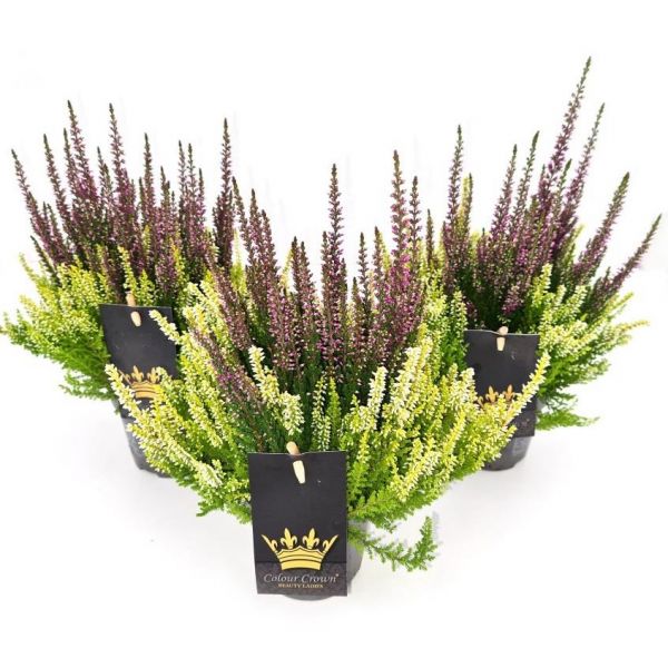 CALLUNA B.L.COLOR CROWN