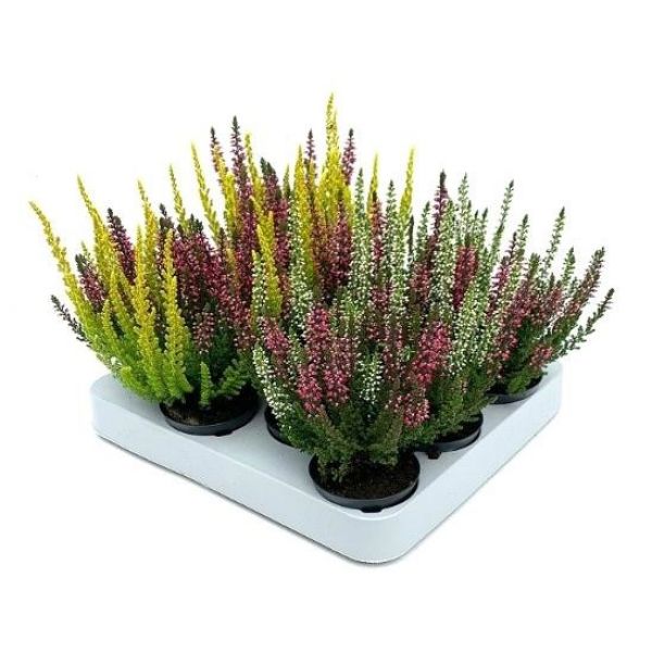 CALLUNA B.L.SISTERS MINI