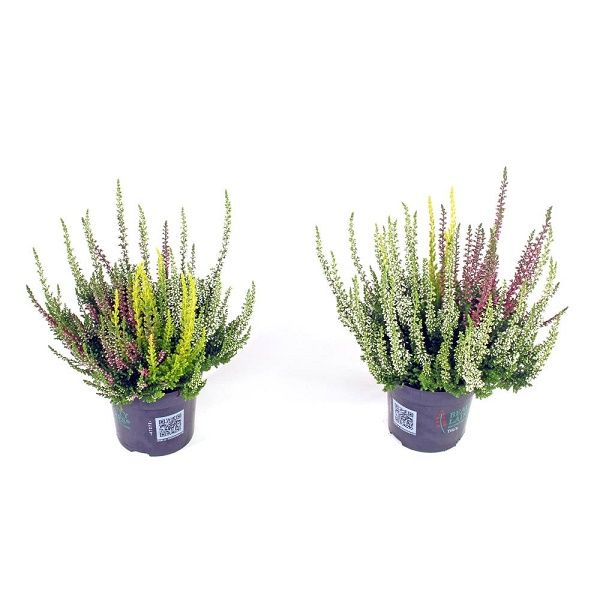 CALLUNA B.L. TRIO