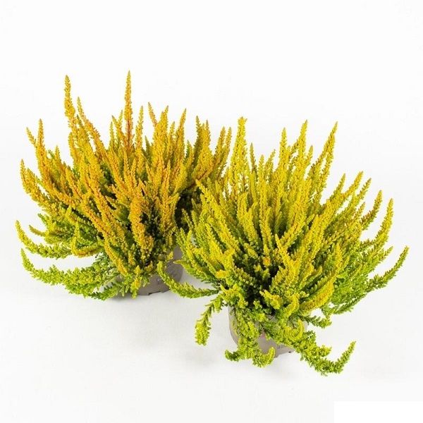 CALLUNA G.G. SUNSETLINE