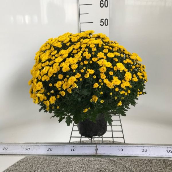 CHRYSANTHEME BOULE