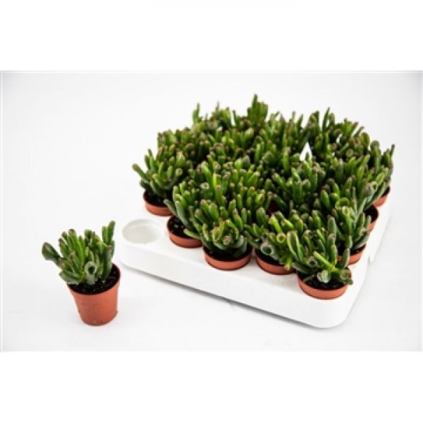 CRASSULA HORNTREE