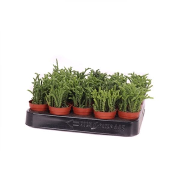 CRASSULA LYCOPODIOIDES