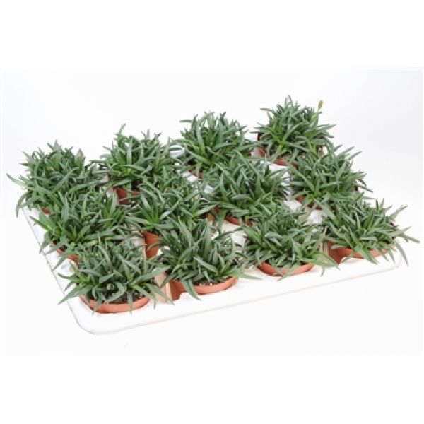 CRASSULA TENELLI
