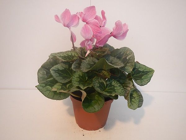 CYCLAMEN PERSICUM HALIOS