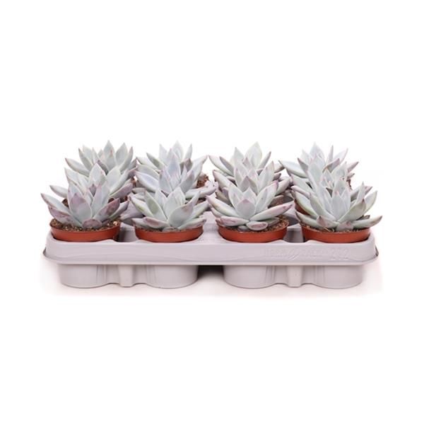 ECHEVERIA COLORATA