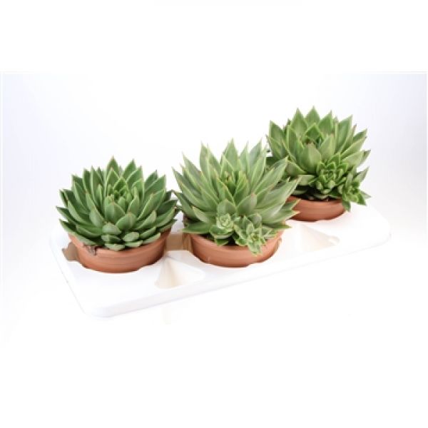 ECHEVERIA MIRANDA