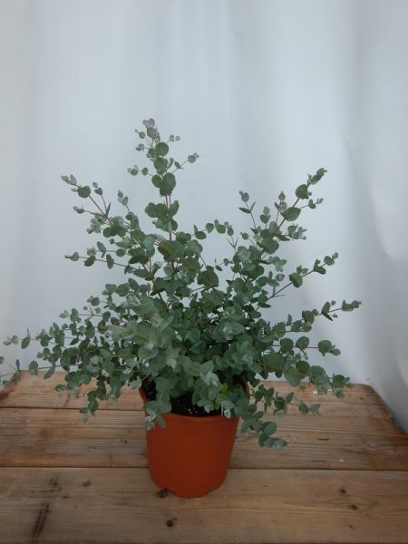 EUCALYPTUS GUNNII