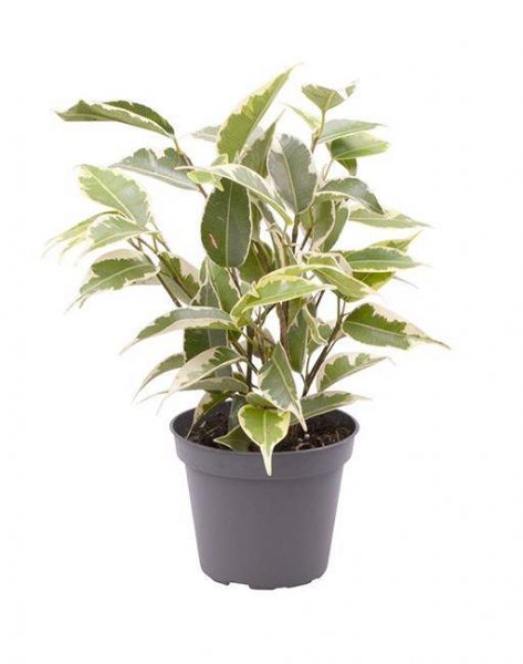 FICUS SAMANTHA