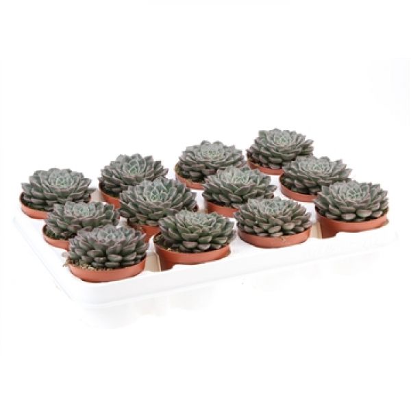 GRAPTOPETALUM VEGA