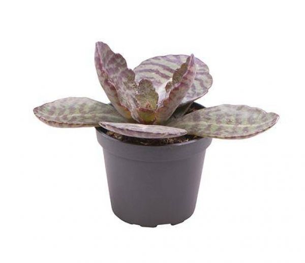 KALANCHOE HUMILIS DESERT