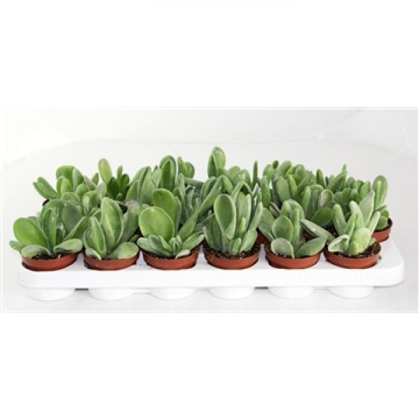 KALANCHOE ORICULA