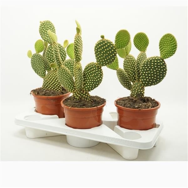 OPUNTIA MICRODASYS