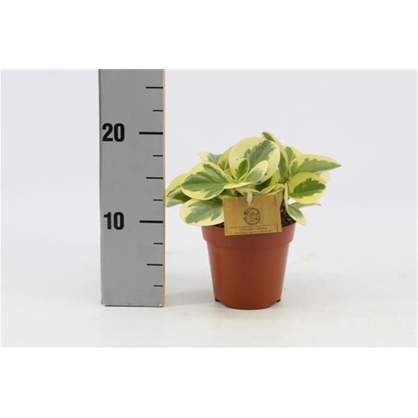 PEPEROMIA OPTIPAN BICOLOR