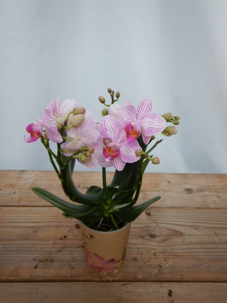PHALAENOPSIS PINK NEW