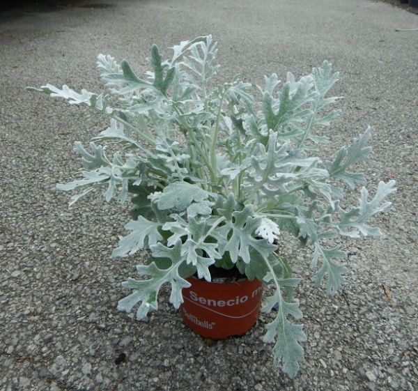 SENECIO MARITIME